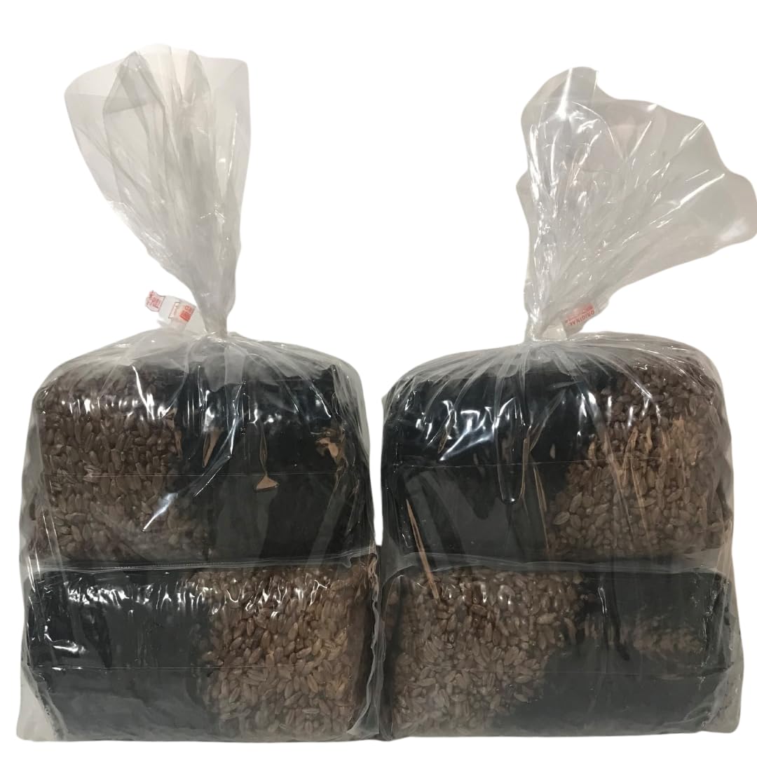 MushroomSpawnStore grow bag in-use for indoor mushroom cultivation setup.