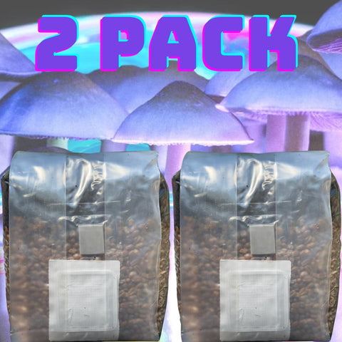 MushroomSpawnStore bag setup demonstrates in-bag growth for simple home cultivation.