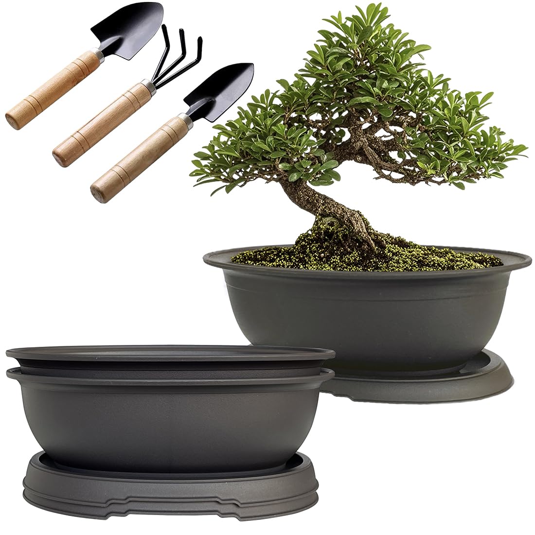 MUZHI 3-pack oval bonsai pot with drainage tray for healthy root growth.