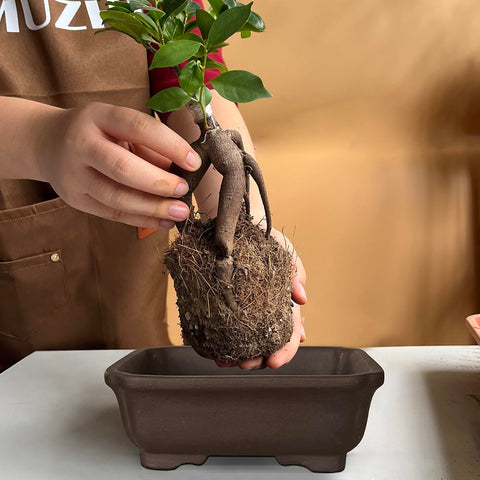 MUZHI 2PACK includes mesh pads and plastic trays to support plant health.