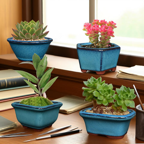 MUZHI 6PACK indoor outdoor bonsai pot for versatile spaces