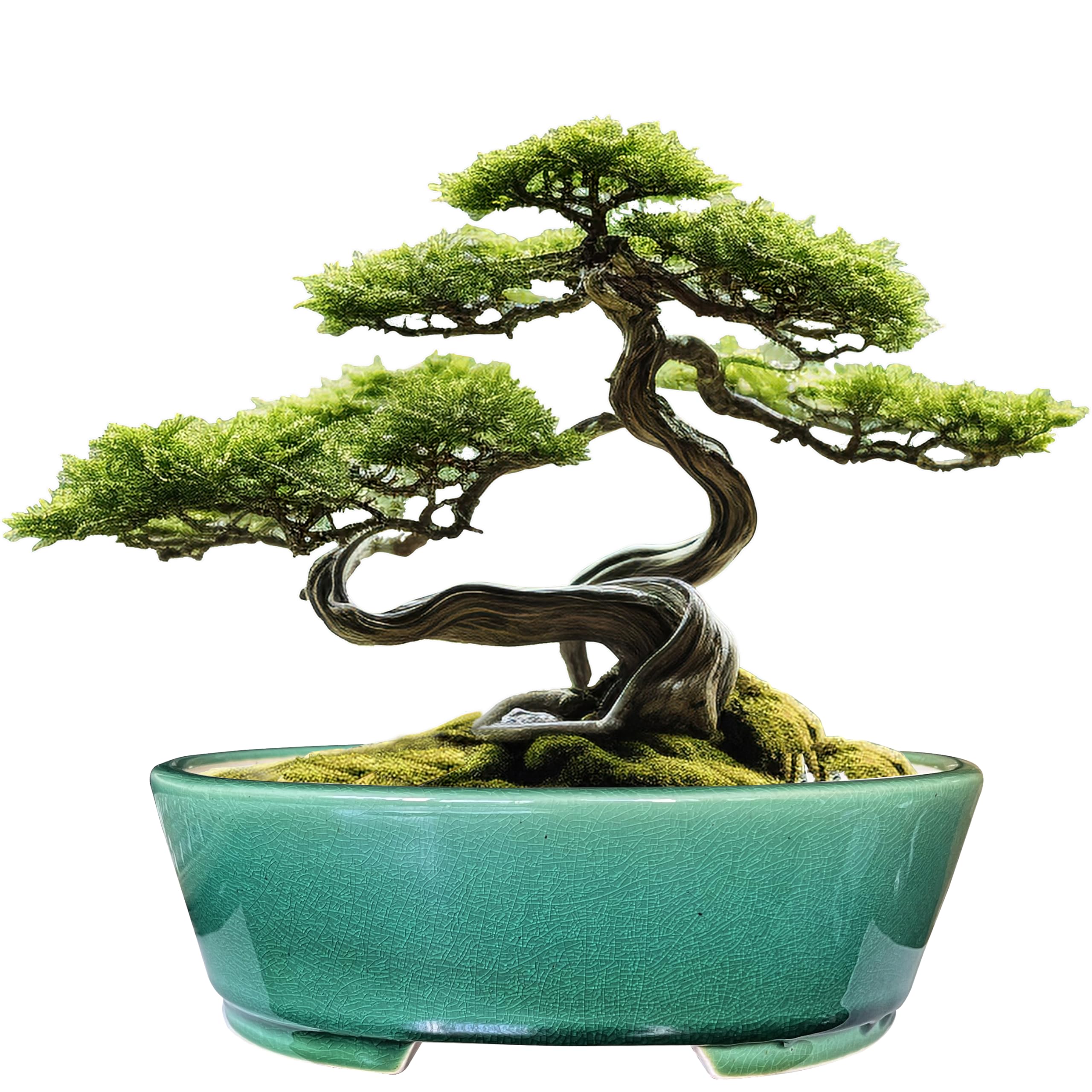 MUZHI 9-inch glazed oval bonsai pot with humidity tray for indoor greenery.