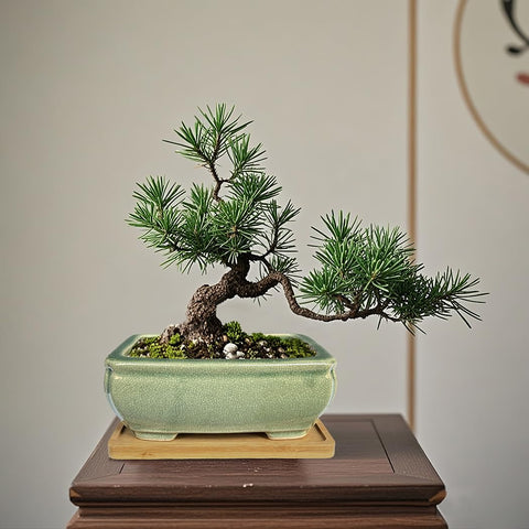 MUZHI bamboo drip tray adds natural contrast under bonsai pots
