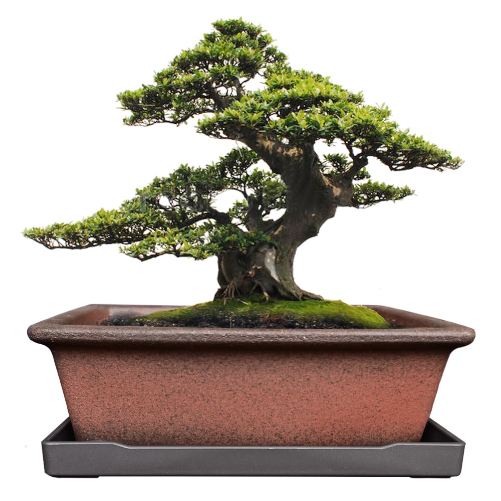 MUZHI ceramic bonsai planter showcases rustic charm for indoor or outdoor displays