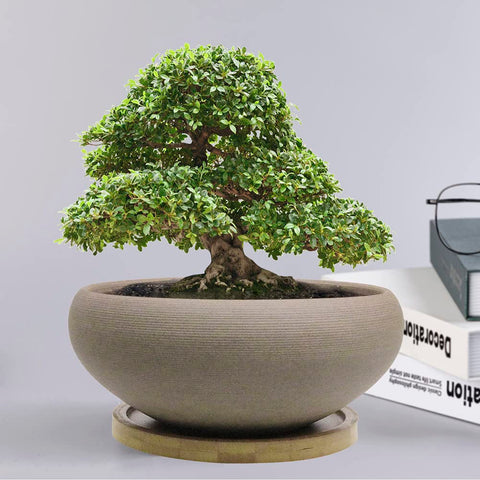 MUZHI bonsai pot with drainage hole and mesh pad.