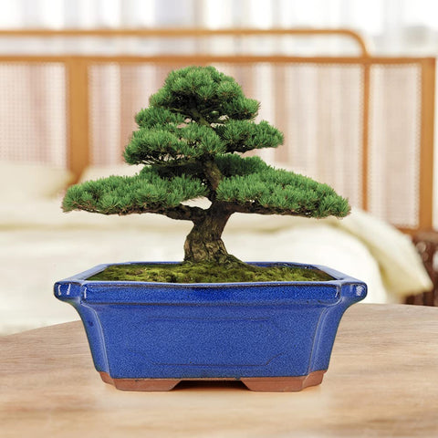 MUZHI pot edge glaze detail adds durability and style.