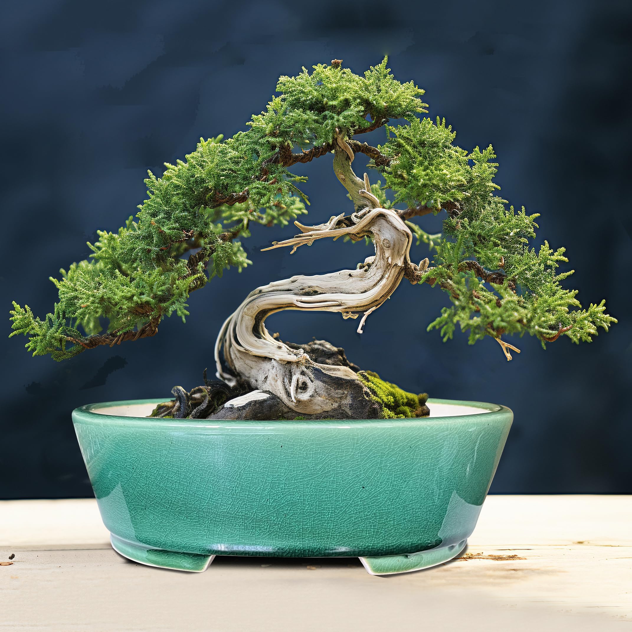 MUZHI green-glazed bonsai pot ready for succulent arrangements and home decor.