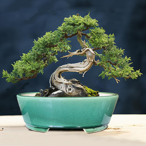 MUZHI green-glazed bonsai pot ready for succulent arrangements and home decor.