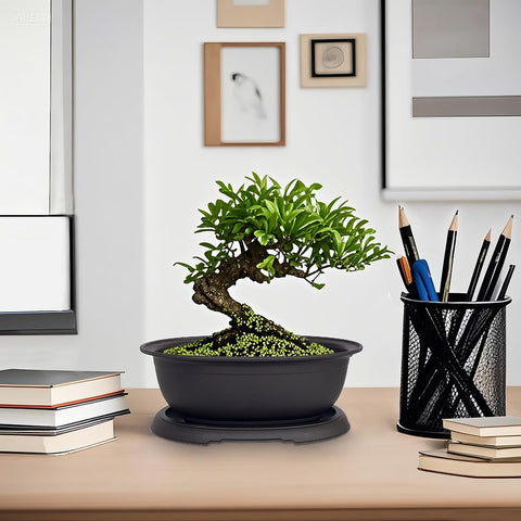 MUZHI bonsai pot ideal for seedling training and decor.