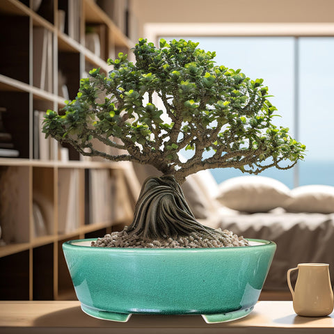 Durable ceramic pot with smooth curves complements a desktop bonsai display.