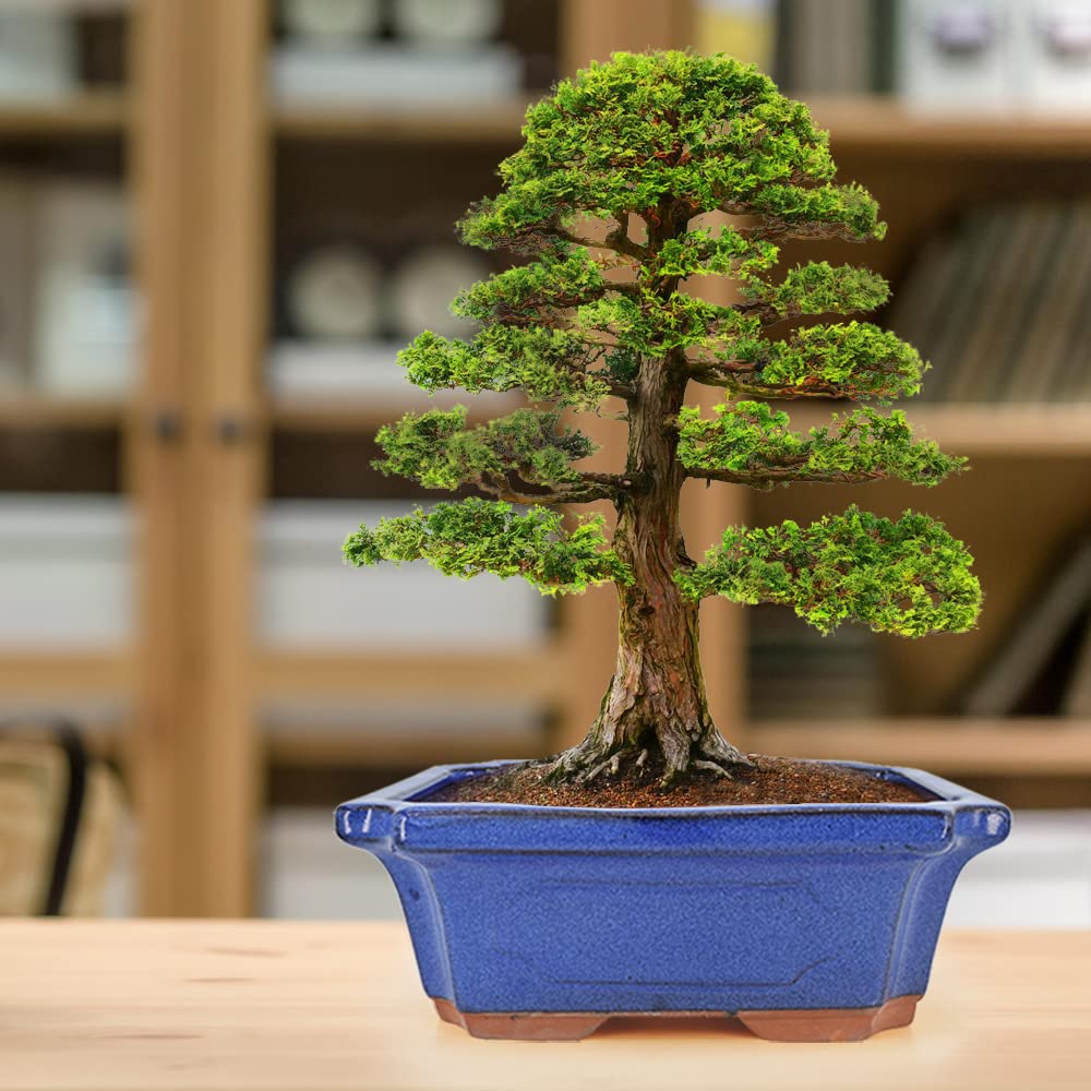 MUZHI bonsai pot arrangement demonstrates a coordinated 3-pack display.