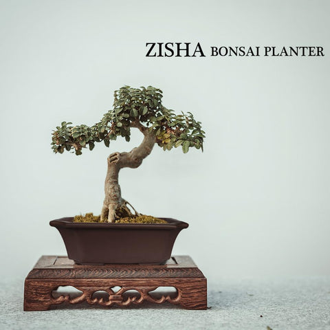 MUZHI two-piece bonsai starter set with included screens