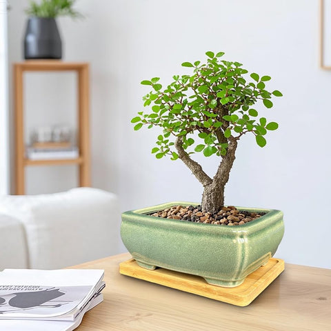 MUZHI drainage holes promote healthy root growth in bonsai and succulents