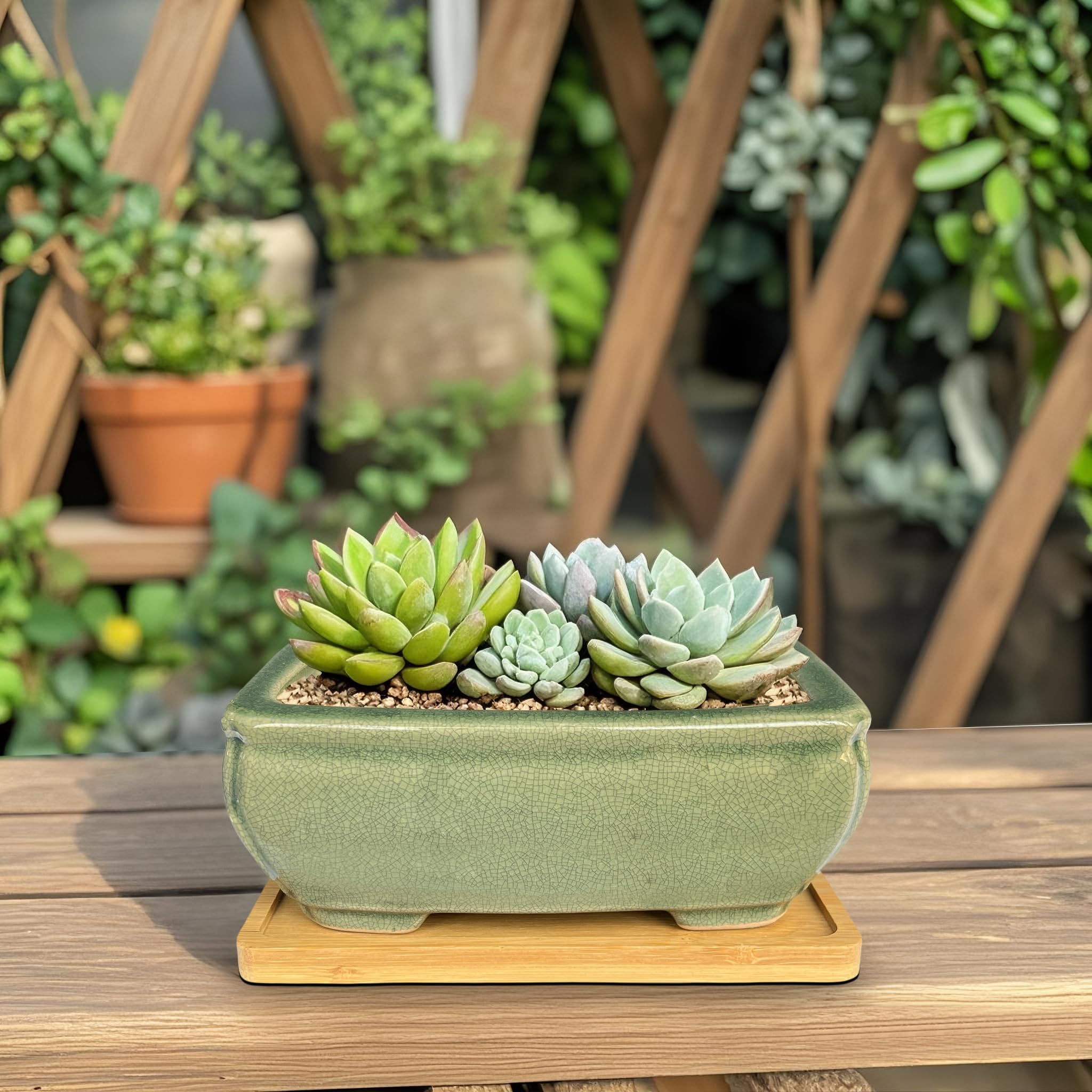 MUZHI gift-ready bonsai pot set for gardening lovers