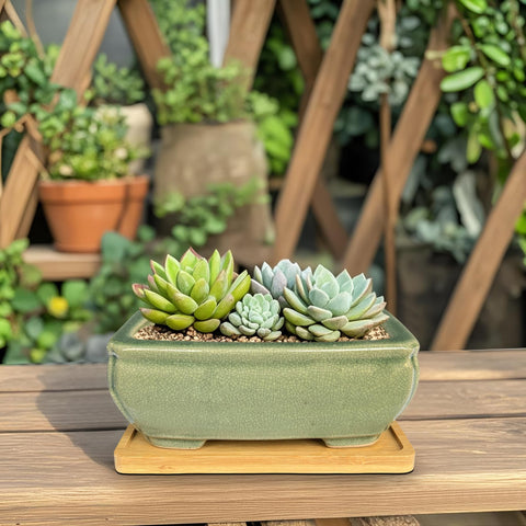 MUZHI gift-ready bonsai pot set for gardening lovers