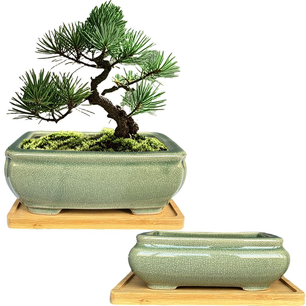 MUZHI green ceramic bonsai pot 6.2in with ice-crack glaze for stylish bonsai training
