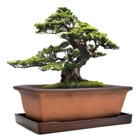 MUZHI garden tool helps arrange plants with ease