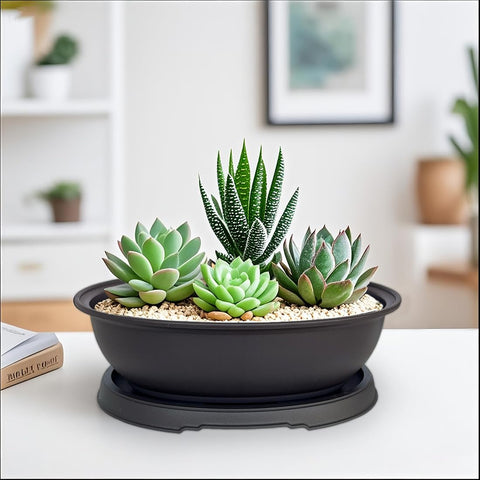 MUZHI multi-use pots suit succulents, jade, and bonsai.