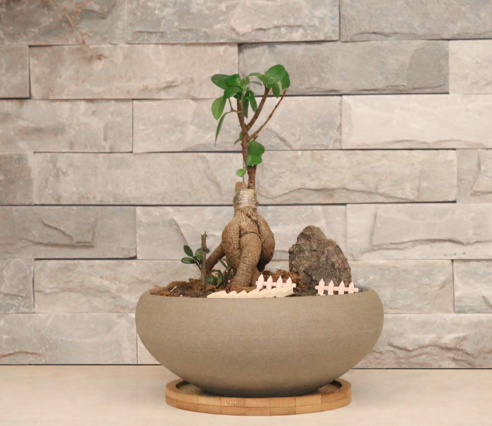 MUZHI office decor setup with bonsai pot on desk.