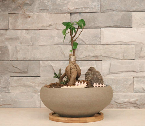 MUZHI office decor setup with bonsai pot on desk.