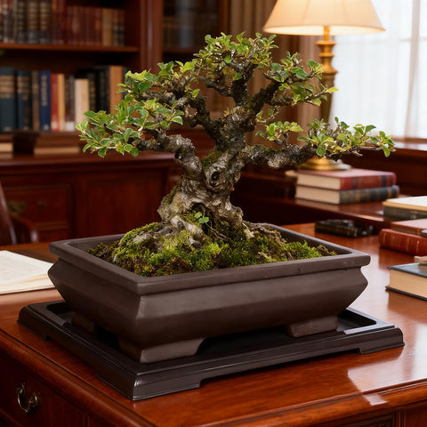 MUZHI rectangle pot with four raised feet provides stable placement.