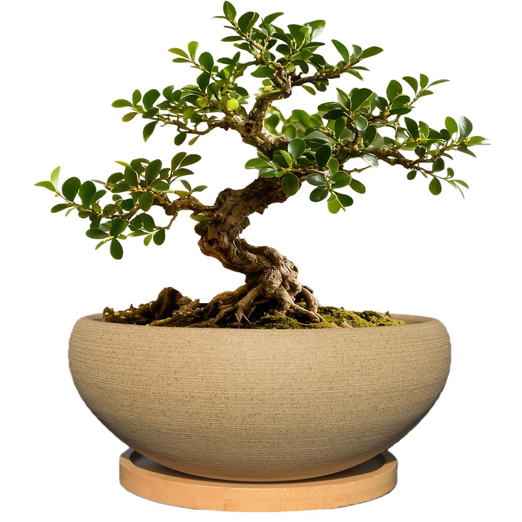 MUZHI round unglazed bonsai pot with clean lines for stylish indoor display