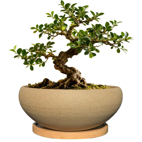 MUZHI round unglazed bonsai pot with clean lines for stylish indoor display
