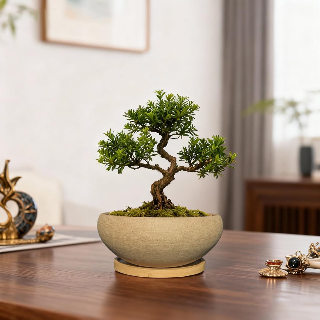 MUZHI six point five inch bonsai pot close up for size reference