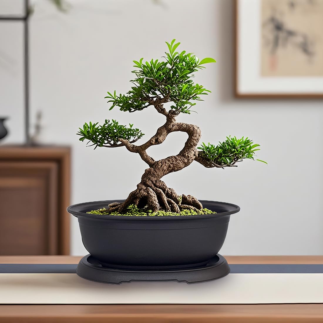 MUZHI pots in small, medium, and large sizes for versatile bonsai setups