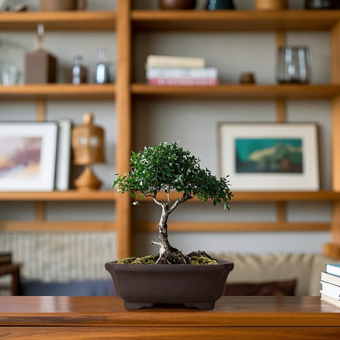 MUZHI 2PACK ideal for bonsai, succulents, and beginner plant training.