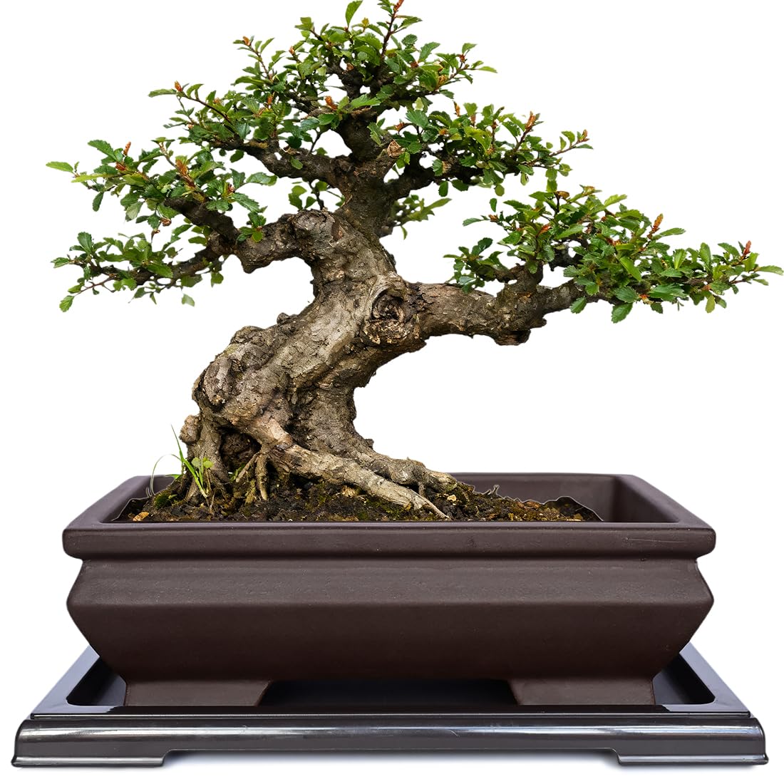 MUZHI rectangle unglazed ceramic bonsai pot promotes breathable root airflow.