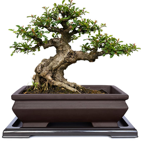 MUZHI rectangle unglazed ceramic bonsai pot promotes breathable root airflow.