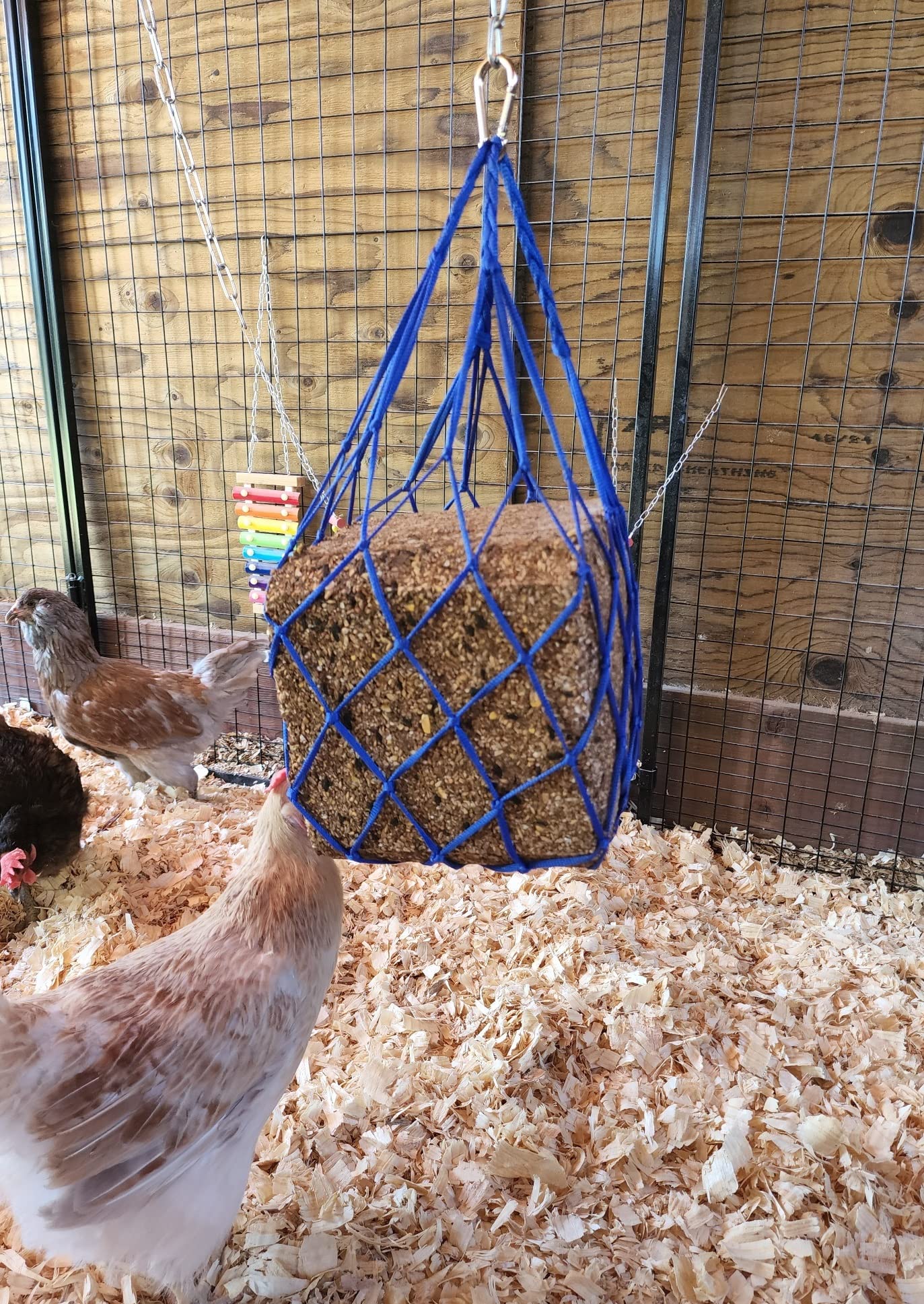 Muzzys blue chicken coop fruits and vegetables holder in use