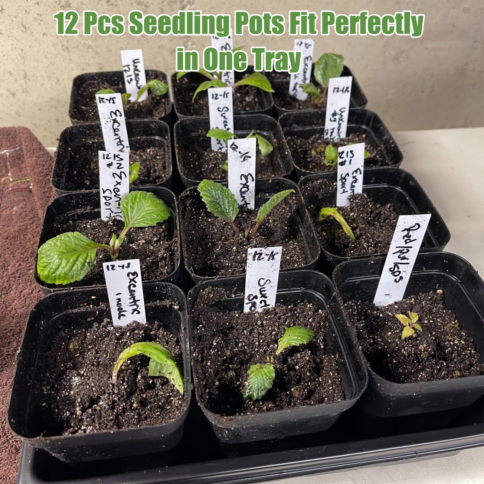 mwellewm hydroponics-ready indoor garden kit supports diverse herbs.