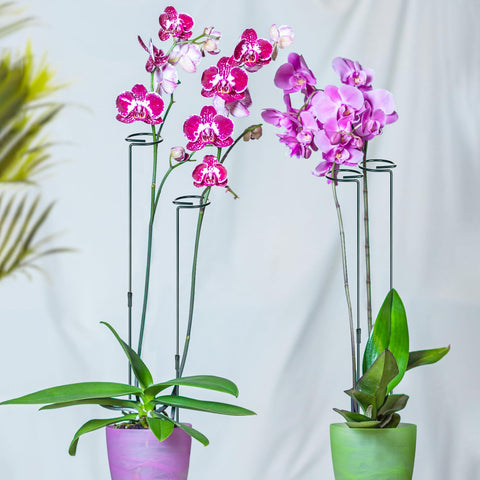 Mwellewm 36in stake shown in garden setup supporting outdoor stems.