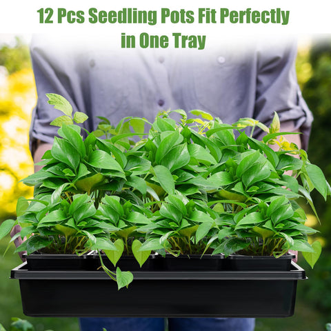mwellewm square 3.5-inch pots 60-count sturdy transplant-ready seedlings.