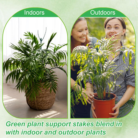 MXCOIRTP monstera support demo showing sturdy indoor plant care.