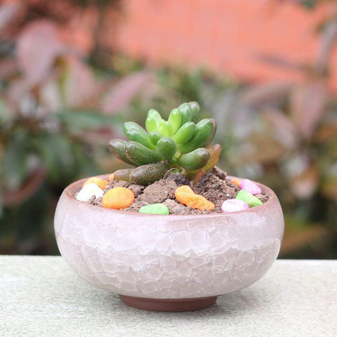My Decor diamond white pot adds a clean look for tiny succulents.