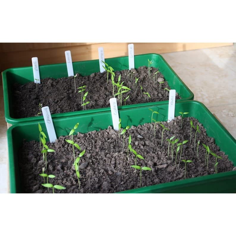 My Favorite Deals chili seeds for kitchen garden planting in pots or soil.