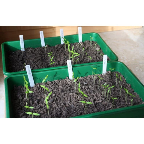 My Favorite Deals chili seeds for kitchen garden planting in pots or soil.