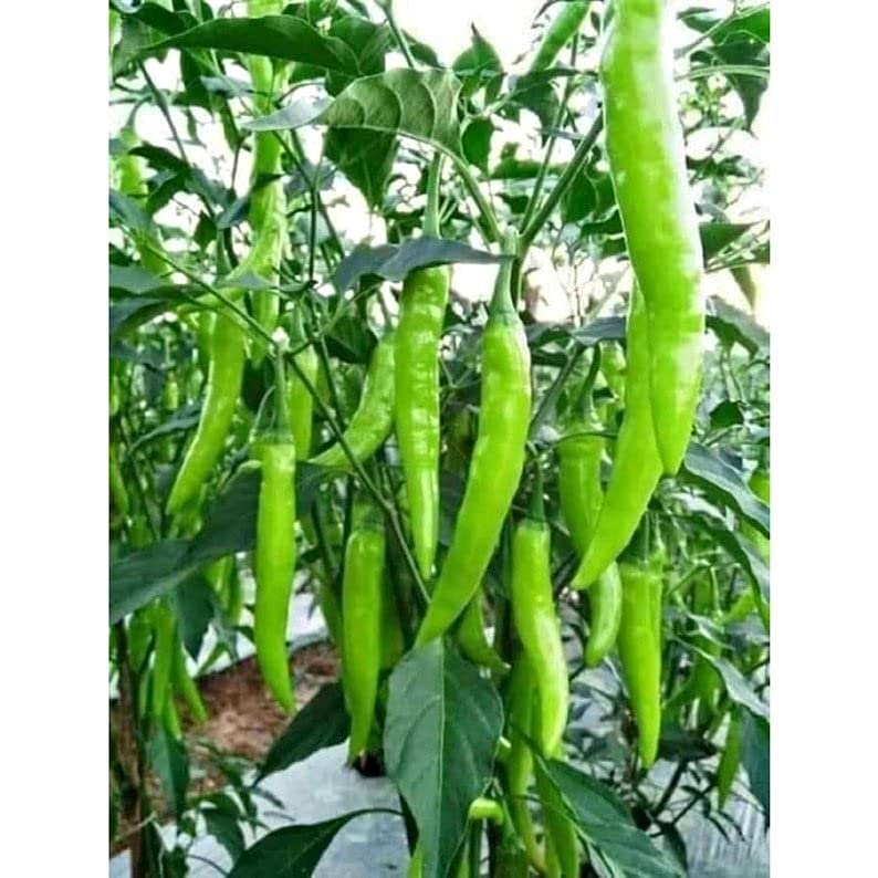 My Favorite Deals Indian hot chili seeds 25-pack for home gardening and high yields.