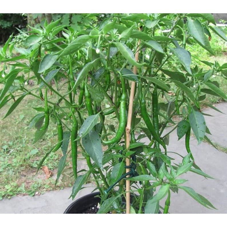 My Favorite Deals ripe green to red chili pods ready to harvest.