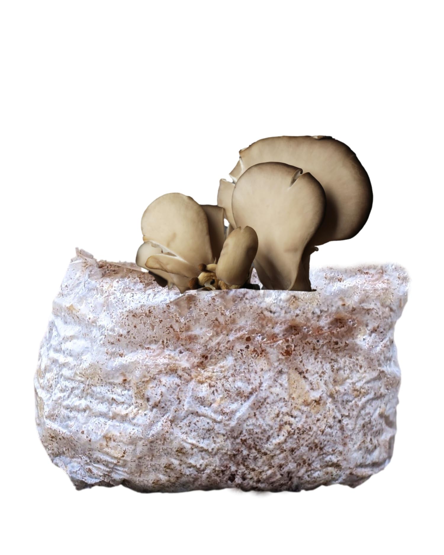 Myco Labs CO2 Boost Bag month 11 harvest offers rare oyster mushrooms with rich flavor.