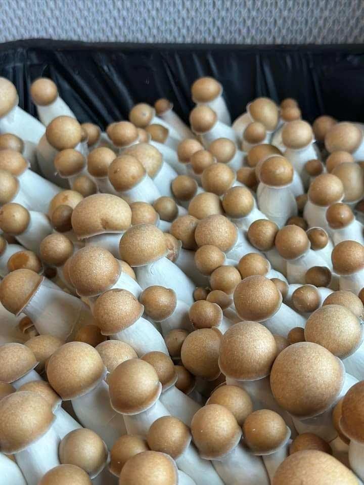 Myco Labs ready-to-use substrate 5lb simplifies setup for beginners.