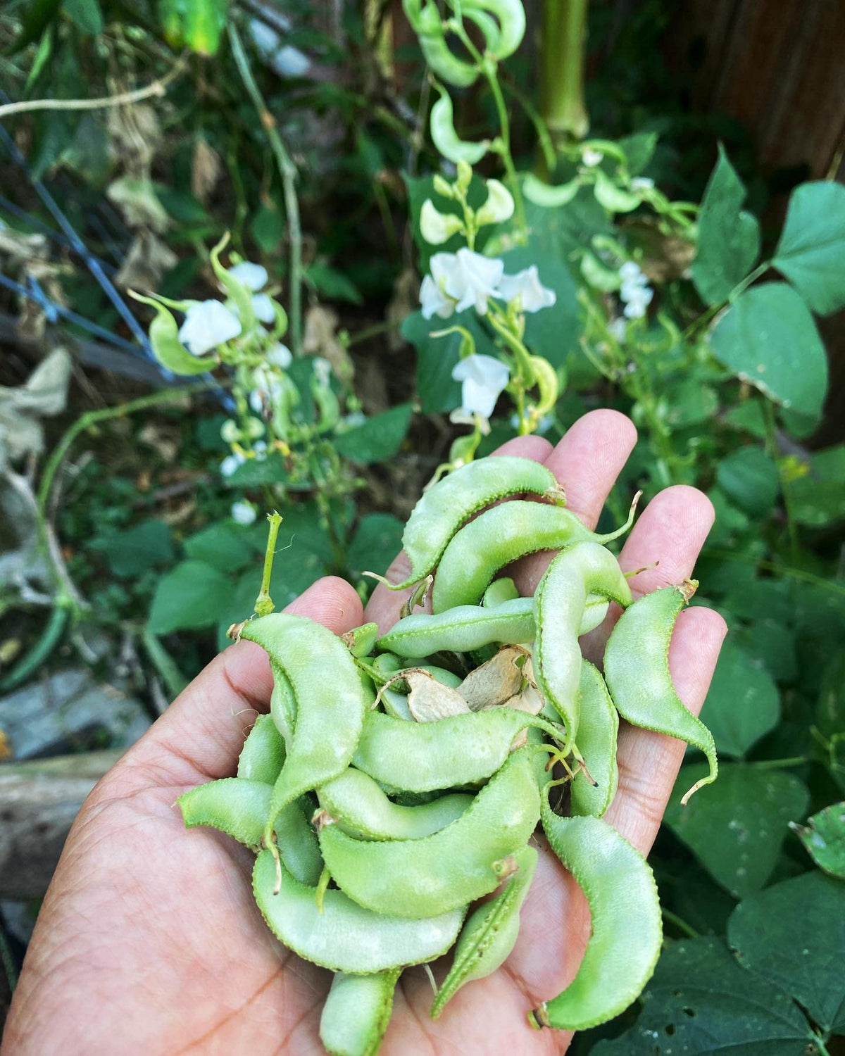 My Favorite Deals Surti Papdi seeds seed packet for easy home gardening