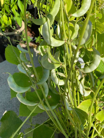 My Favorite Deals Surti Papdi plant in pot ready for container growing