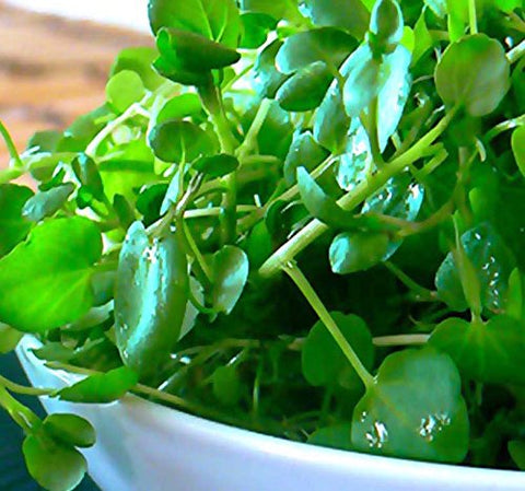 MySeeds.Co big pack watercress seeds packet ready for home harvest