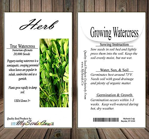 MySeeds.Co harvest-ready watercress for fresh salads and sandwiches