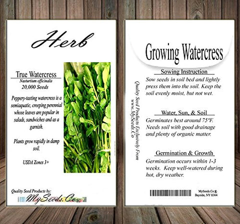 MySeeds.Co harvest-ready watercress for fresh salads and sandwiches