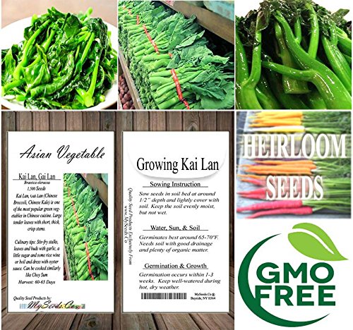 MySeeds.Co Kai Lan beds with other greens for a diverse urban garden.